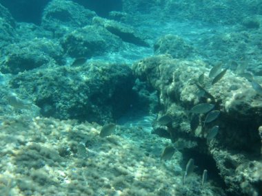 Rodos adası yakınlarındaki Akdeniz 'in inanılmaz sualtı dünyası. Bu denizin bitki örtüsü ve faunasının sualtı fotoğrafçılığı. Rodos, Yunanistan 