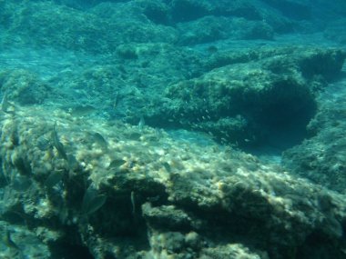 Rodos adası yakınlarındaki Akdeniz 'in inanılmaz sualtı dünyası. Bu denizin bitki örtüsü ve faunasının sualtı fotoğrafçılığı. Rodos, Yunanistan 