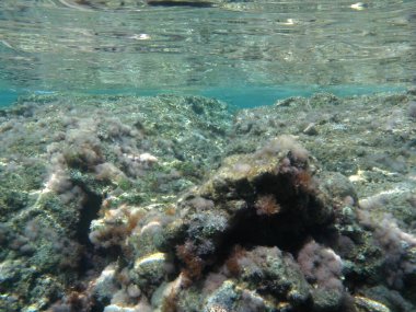 Rodos adası yakınlarındaki Akdeniz 'in inanılmaz sualtı dünyası. Bu denizin bitki örtüsü ve faunasının sualtı fotoğrafçılığı. Rodos, Yunanistan 