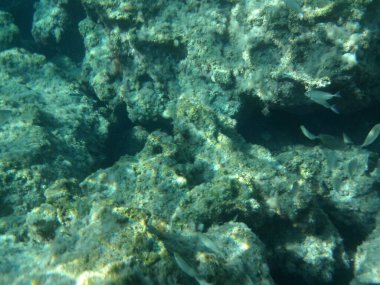 Rodos adası yakınlarındaki Akdeniz 'in inanılmaz sualtı dünyası. Bu denizin bitki örtüsü ve faunasının sualtı fotoğrafçılığı. Rodos, Yunanistan 