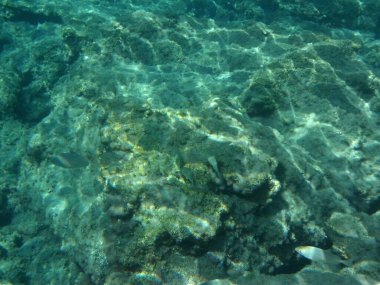 Rodos adası yakınlarındaki Akdeniz 'in inanılmaz sualtı dünyası. Bu denizin bitki örtüsü ve faunasının sualtı fotoğrafçılığı. Rodos, Yunanistan 