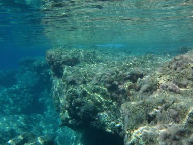 Rodos adası yakınlarındaki Akdeniz 'in inanılmaz sualtı dünyası. Bu denizin bitki örtüsü ve faunasının sualtı fotoğrafçılığı. Rodos, Yunanistan 
