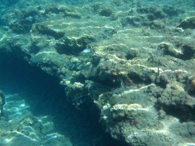 Rodos adası yakınlarındaki Akdeniz 'in inanılmaz sualtı dünyası. Bu denizin bitki örtüsü ve faunasının sualtı fotoğrafçılığı. Rodos, Yunanistan 