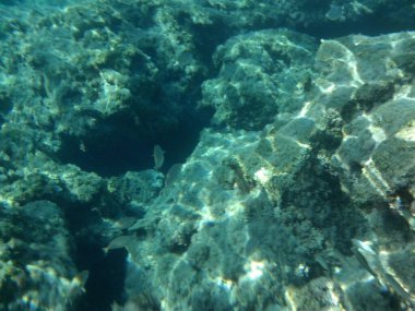 Rodos adası yakınlarındaki Akdeniz 'in inanılmaz sualtı dünyası. Bu denizin bitki örtüsü ve faunasının sualtı fotoğrafçılığı. Rodos, Yunanistan 