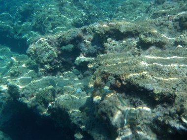 Rodos adası yakınlarındaki Akdeniz 'in inanılmaz sualtı dünyası. Bu denizin bitki örtüsü ve faunasının sualtı fotoğrafçılığı. Rodos, Yunanistan 