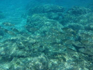 Rodos adası yakınlarındaki Akdeniz 'in inanılmaz sualtı dünyası. Bu denizin bitki örtüsü ve faunasının sualtı fotoğrafçılığı. Rodos, Yunanistan 