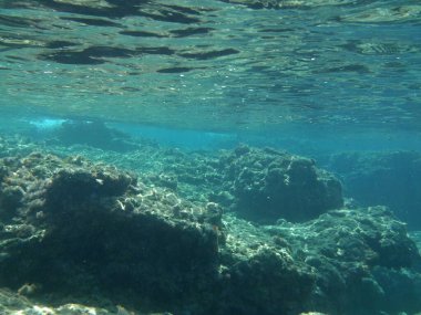 Rodos adası yakınlarındaki Akdeniz 'in inanılmaz sualtı dünyası. Bu denizin bitki örtüsü ve faunasının sualtı fotoğrafçılığı. Rodos, Yunanistan 