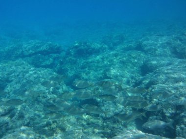 Rodos adası yakınlarındaki Akdeniz 'in inanılmaz sualtı dünyası. Bu denizin bitki örtüsü ve faunasının sualtı fotoğrafçılığı. Rodos, Yunanistan 