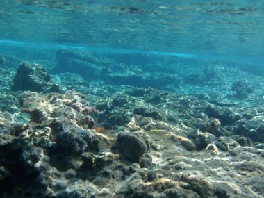 Rodos adası yakınlarındaki Akdeniz 'in inanılmaz sualtı dünyası. Bu denizin bitki örtüsü ve faunasının sualtı fotoğrafçılığı. Rodos, Yunanistan 