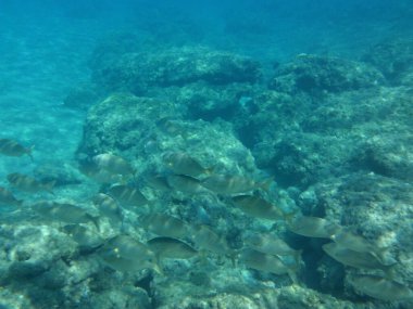 Rodos adası yakınlarındaki Akdeniz 'in inanılmaz sualtı dünyası. Bu denizin bitki örtüsü ve faunasının sualtı fotoğrafçılığı. Rodos, Yunanistan 