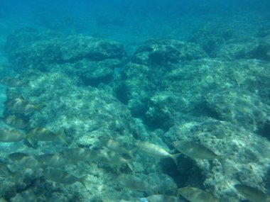 Rodos adası yakınlarındaki Akdeniz 'in inanılmaz sualtı dünyası. Bu denizin bitki örtüsü ve faunasının sualtı fotoğrafçılığı. Rodos, Yunanistan 