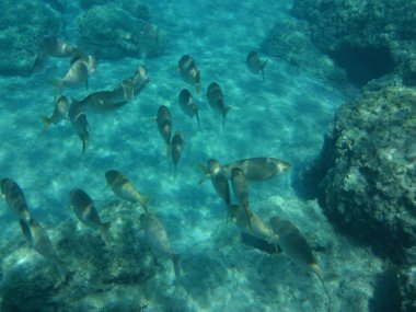 Rodos adası yakınlarındaki Akdeniz 'in inanılmaz sualtı dünyası. Bu denizin bitki örtüsü ve faunasının sualtı fotoğrafçılığı. Rodos, Yunanistan 