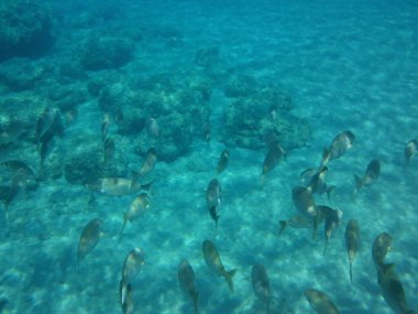 Rodos adası yakınlarındaki Akdeniz 'in inanılmaz sualtı dünyası. Bu denizin bitki örtüsü ve faunasının sualtı fotoğrafçılığı. Rodos, Yunanistan 
