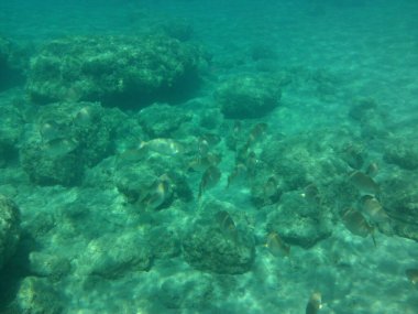 Rodos adası yakınlarındaki Akdeniz 'in inanılmaz sualtı dünyası. Bu denizin bitki örtüsü ve faunasının sualtı fotoğrafçılığı. Rodos, Yunanistan 