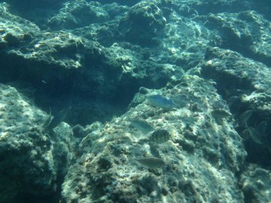 Rodos adası yakınlarındaki Akdeniz 'in inanılmaz sualtı dünyası. Bu denizin bitki örtüsü ve faunasının sualtı fotoğrafçılığı. Rodos, Yunanistan 