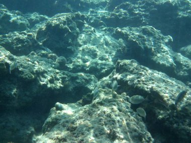 Rodos adası yakınlarındaki Akdeniz 'in inanılmaz sualtı dünyası. Bu denizin bitki örtüsü ve faunasının sualtı fotoğrafçılığı. Rodos, Yunanistan 