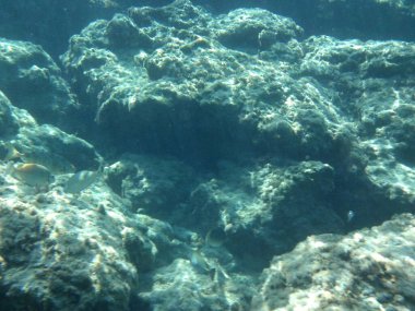 Rodos adası yakınlarındaki Akdeniz 'in inanılmaz sualtı dünyası. Bu denizin bitki örtüsü ve faunasının sualtı fotoğrafçılığı. Rodos, Yunanistan 