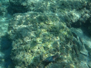 Rodos adası yakınlarındaki Akdeniz 'in inanılmaz sualtı dünyası. Bu denizin bitki örtüsü ve faunasının sualtı fotoğrafçılığı. Rodos, Yunanistan 