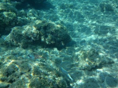 Rodos adası yakınlarındaki Akdeniz 'in inanılmaz sualtı dünyası. Bu denizin bitki örtüsü ve faunasının sualtı fotoğrafçılığı. Rodos, Yunanistan 