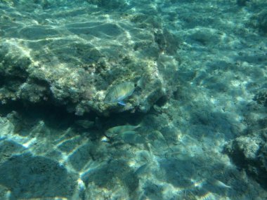 Rodos adası yakınlarındaki Akdeniz 'in inanılmaz sualtı dünyası. Bu denizin bitki örtüsü ve faunasının sualtı fotoğrafçılığı. Rodos, Yunanistan 