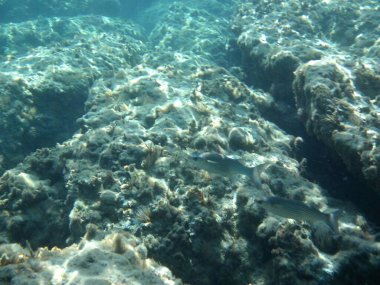 Rodos adası yakınlarındaki Akdeniz 'in inanılmaz sualtı dünyası. Bu denizin bitki örtüsü ve faunasının sualtı fotoğrafçılığı. Rodos, Yunanistan 