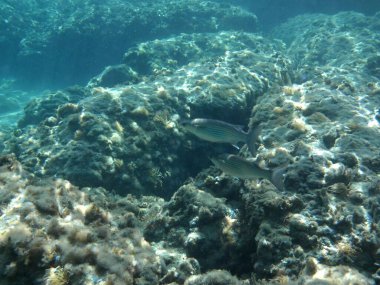 Rodos adası yakınlarındaki Akdeniz 'in inanılmaz sualtı dünyası. Bu denizin bitki örtüsü ve faunasının sualtı fotoğrafçılığı. Rodos, Yunanistan 