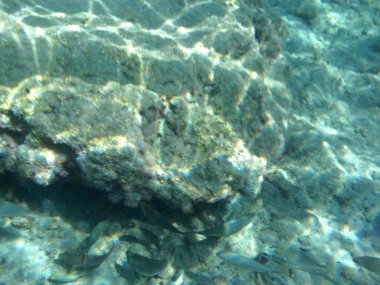 Rodos adası yakınlarındaki Akdeniz 'in inanılmaz sualtı dünyası. Bu denizin bitki örtüsü ve faunasının sualtı fotoğrafçılığı. Rodos, Yunanistan 