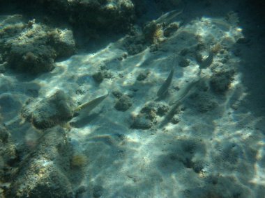 Rodos adası yakınlarındaki Akdeniz 'in inanılmaz sualtı dünyası. Bu denizin bitki örtüsü ve faunasının sualtı fotoğrafçılığı. Rodos, Yunanistan 
