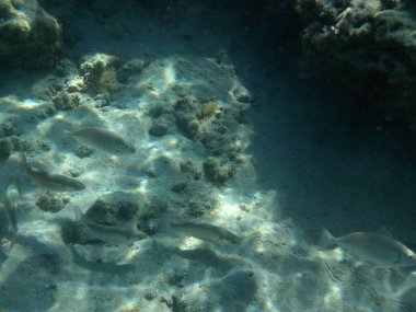 Rodos adası yakınlarındaki Akdeniz 'in inanılmaz sualtı dünyası. Bu denizin bitki örtüsü ve faunasının sualtı fotoğrafçılığı. Rodos, Yunanistan 