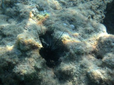 Diadema setosum, Rodos Adası yakınlarındaki Akdeniz 'in dibinde yaşar. Diadema setosum, Diadematidae familyasından bir deniz kestanesidir. Su altı fotoğrafçılığı. Rodos, Yunanistan 
