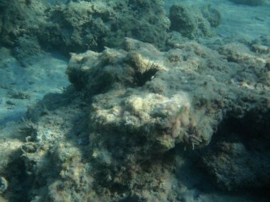 Diadema setosum, Rodos Adası yakınlarındaki Akdeniz 'in dibinde yaşar. Diadema setosum, Diadematidae familyasından bir deniz kestanesidir. Su altı fotoğrafçılığı. Rodos, Yunanistan 