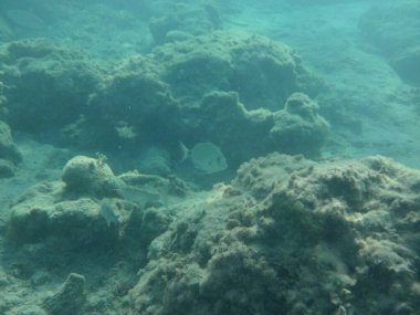 Rodos adası yakınlarındaki Akdeniz 'in inanılmaz sualtı dünyası. Bu denizin bitki örtüsü ve faunasının sualtı fotoğrafçılığı. Rodos, Yunanistan 