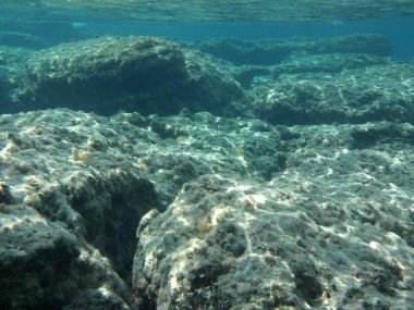 Rodos adası yakınlarındaki Akdeniz 'in inanılmaz sualtı dünyası. Bu denizin bitki örtüsü ve faunasının sualtı fotoğrafçılığı. Rodos, Yunanistan 