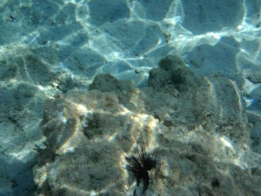 Diadema setosum, Rodos Adası yakınlarındaki Akdeniz 'in dibinde yaşar. Diadema setosum, Diadematidae familyasından bir deniz kestanesidir. Su altı fotoğrafçılığı. Rodos, Yunanistan 