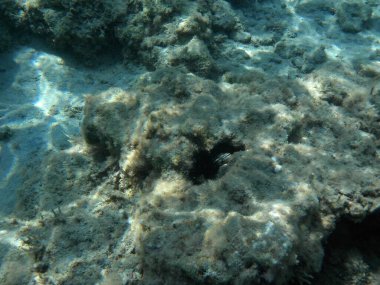 Diadema setosum, Rodos Adası yakınlarındaki Akdeniz 'in dibinde yaşar. Diadema setosum, Diadematidae familyasından bir deniz kestanesidir. Su altı fotoğrafçılığı. Rodos, Yunanistan 