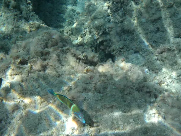 Rodos adası yakınlarındaki Akdeniz 'in inanılmaz sualtı dünyası. Bu denizin bitki örtüsü ve faunasının sualtı fotoğrafçılığı. Rodos, Yunanistan 