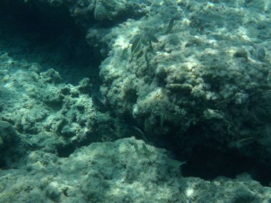 Rodos adası yakınlarındaki Akdeniz 'in inanılmaz sualtı dünyası. Bu denizin bitki örtüsü ve faunasının sualtı fotoğrafçılığı. Rodos, Yunanistan 