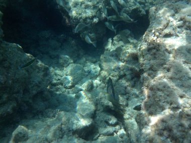 Rodos adası yakınlarındaki Akdeniz 'in inanılmaz sualtı dünyası. Bu denizin bitki örtüsü ve faunasının sualtı fotoğrafçılığı. Rodos, Yunanistan 