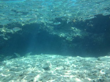 Rodos adası yakınlarındaki Akdeniz 'in inanılmaz sualtı dünyası. Bu denizin bitki örtüsü ve faunasının sualtı fotoğrafçılığı. Rodos, Yunanistan 