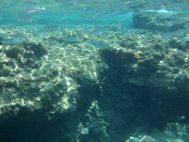 Rodos adası yakınlarındaki Akdeniz 'in inanılmaz sualtı dünyası. Bu denizin bitki örtüsü ve faunasının sualtı fotoğrafçılığı. Rodos, Yunanistan 