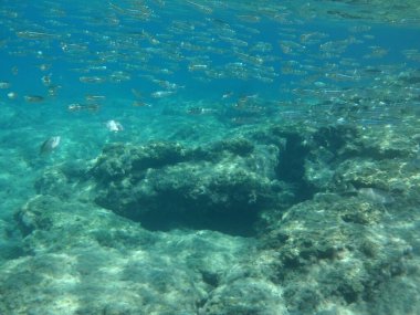 Rodos adası yakınlarındaki Akdeniz 'in inanılmaz sualtı dünyası. Bu denizin bitki örtüsü ve faunasının sualtı fotoğrafçılığı. Rodos, Yunanistan 