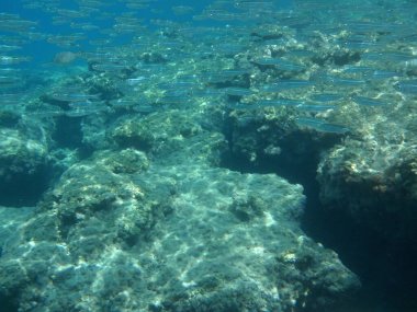 Rodos adası yakınlarındaki Akdeniz 'in inanılmaz sualtı dünyası. Bu denizin bitki örtüsü ve faunasının sualtı fotoğrafçılığı. Rodos, Yunanistan 