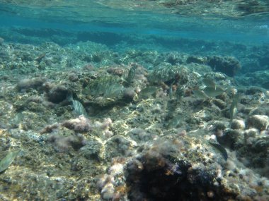 Rodos adası yakınlarındaki Akdeniz 'in inanılmaz sualtı dünyası. Bu denizin bitki örtüsü ve faunasının sualtı fotoğrafçılığı. Rodos, Yunanistan 