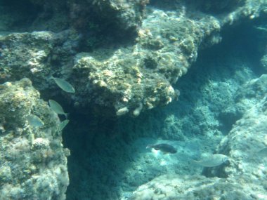 Rodos adası yakınlarındaki Akdeniz 'in inanılmaz sualtı dünyası. Bu denizin bitki örtüsü ve faunasının sualtı fotoğrafçılığı. Rodos, Yunanistan 