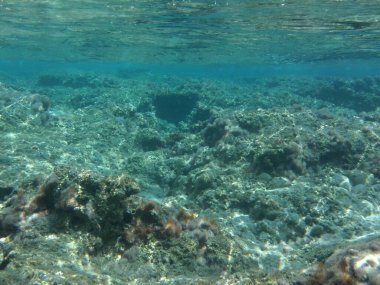 Rodos adası yakınlarındaki Akdeniz 'in inanılmaz sualtı dünyası. Bu denizin bitki örtüsü ve faunasının sualtı fotoğrafçılığı. Rodos, Yunanistan 