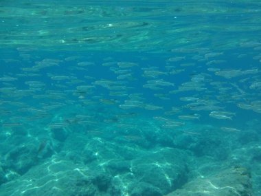 Rodos adası yakınlarındaki Akdeniz 'in inanılmaz sualtı dünyası. Bu denizin bitki örtüsü ve faunasının sualtı fotoğrafçılığı. Rodos, Yunanistan 