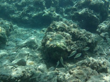 Rodos adası yakınlarındaki Akdeniz 'in inanılmaz sualtı dünyası. Bu denizin bitki örtüsü ve faunasının sualtı fotoğrafçılığı. Rodos, Yunanistan 