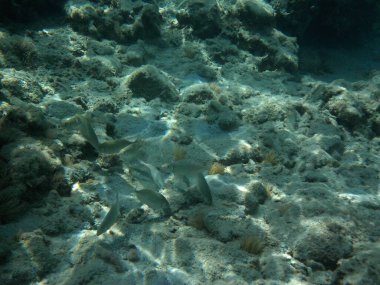 Rodos adası yakınlarındaki Akdeniz 'in inanılmaz sualtı dünyası. Bu denizin bitki örtüsü ve faunasının sualtı fotoğrafçılığı. Rodos, Yunanistan 
