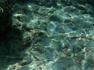 Rodos adası yakınlarındaki Akdeniz 'in inanılmaz sualtı dünyası. Bu denizin bitki örtüsü ve faunasının sualtı fotoğrafçılığı. Rodos, Yunanistan 