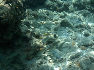 Rodos adası yakınlarındaki Akdeniz 'in inanılmaz sualtı dünyası. Bu denizin bitki örtüsü ve faunasının sualtı fotoğrafçılığı. Rodos, Yunanistan 